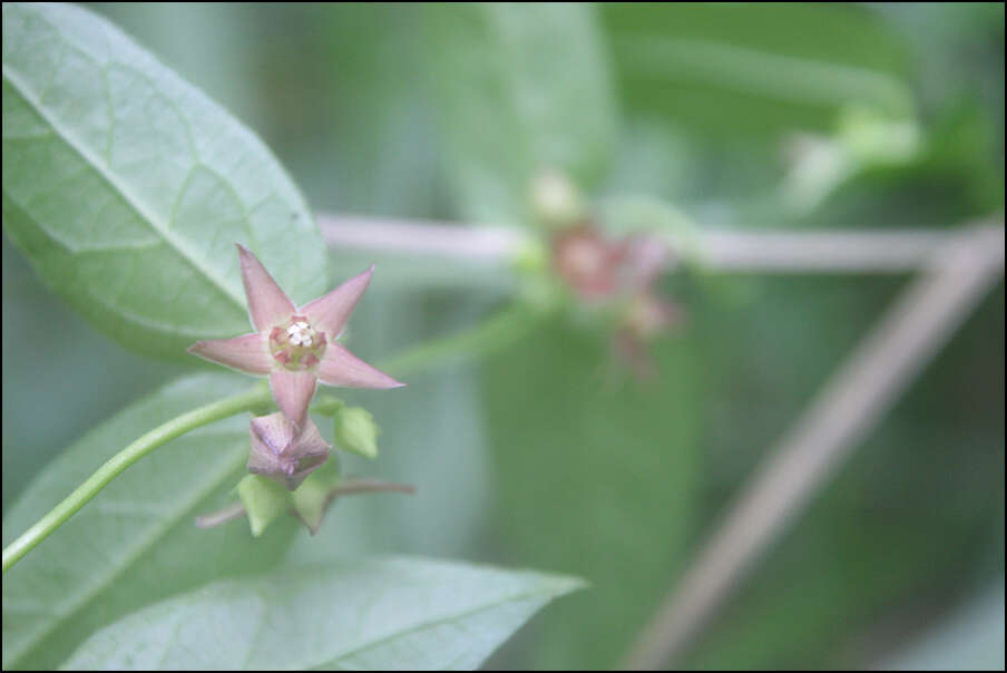 Image of Vincetoxicum nipponicum (Matsumura) Kitagawa