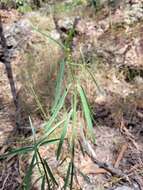 صورة Euphorbia tannensis subsp. eremophila (A. Cunn. ex T. Mitch.) D. C. Hassall