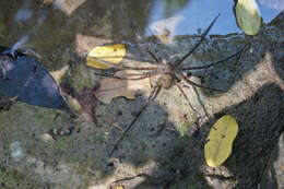 Image of Trechalea extensa (O. Pickard-Cambridge 1896)