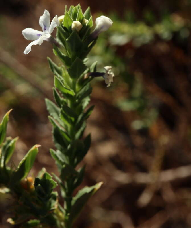 Plancia ëd Oftia africana (L.) Bocq. ex Baill.