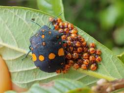 Image of Pachycoris fabricii (Burmeister 1835)