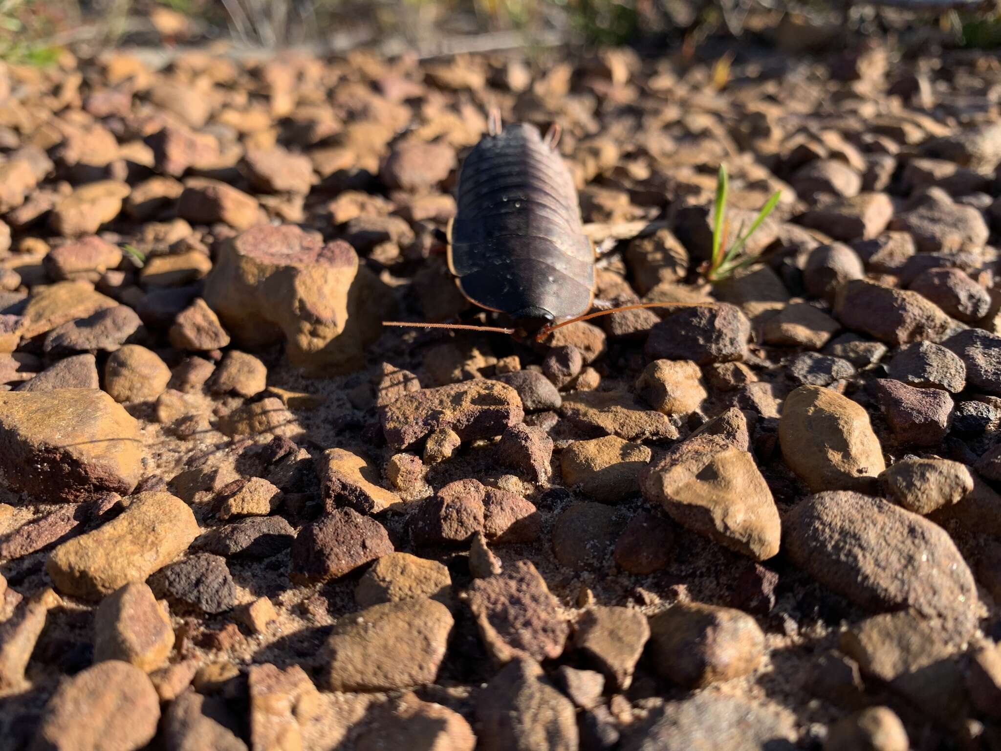 Image of Botany Bay Cockroach