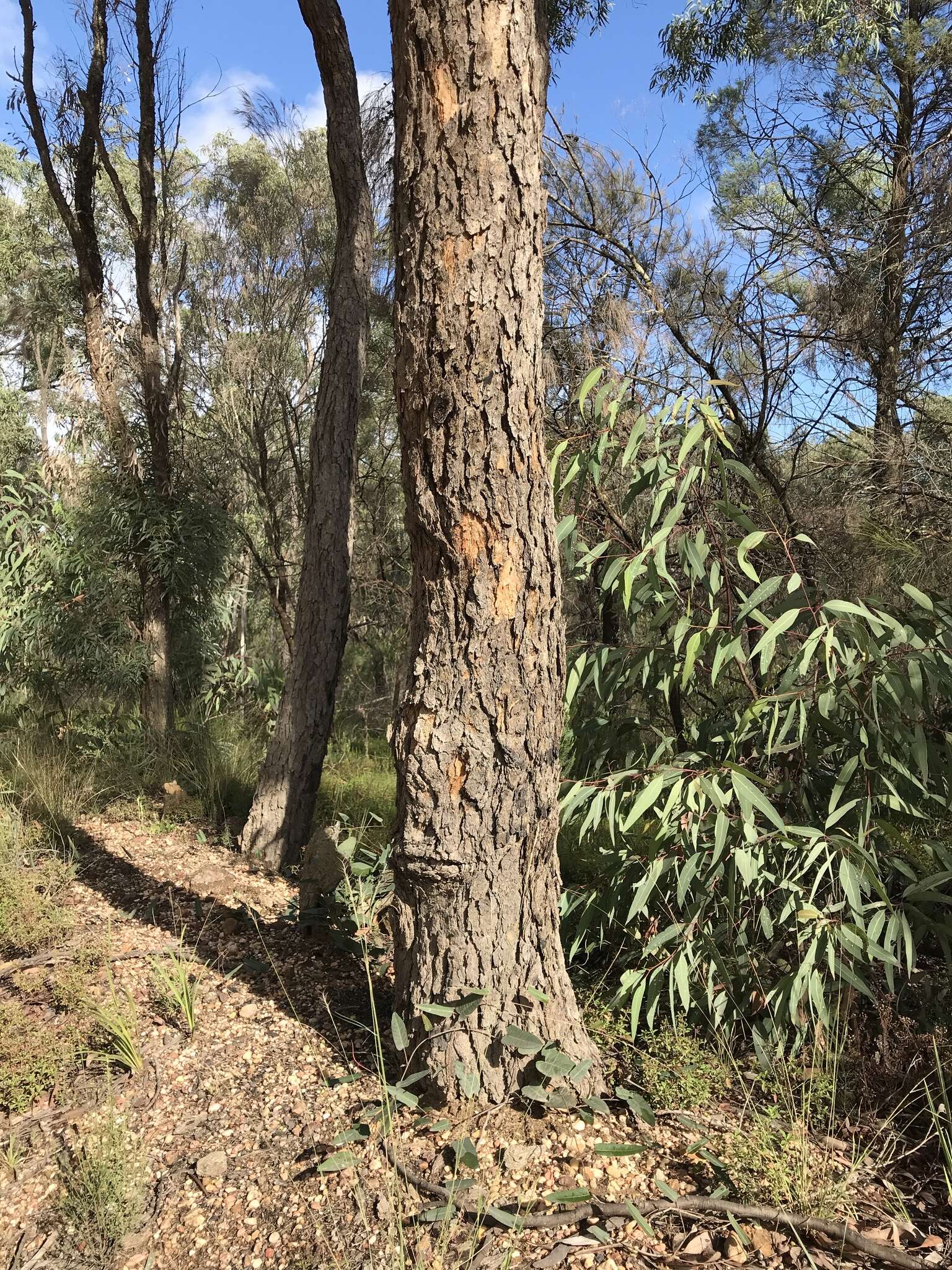 Слика од Corymbia trachyphloia (F. Müll.) K. D. Hill & L. A. S. Johnson