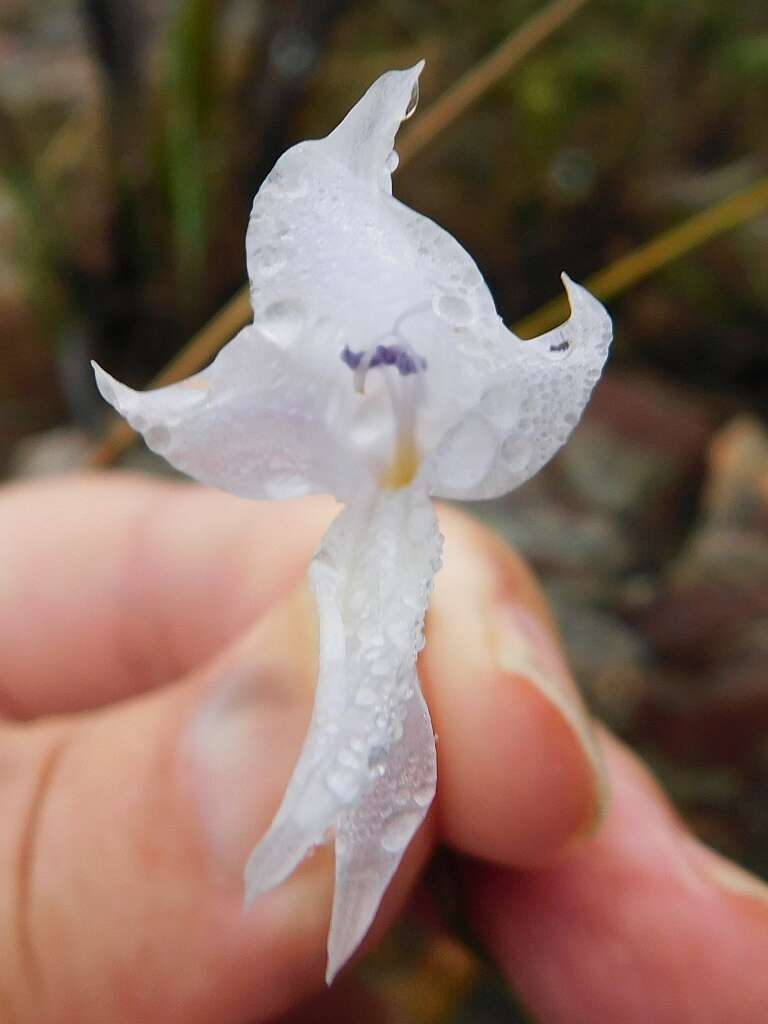 Imagem de Gladiolus vaginatus F. Bolus