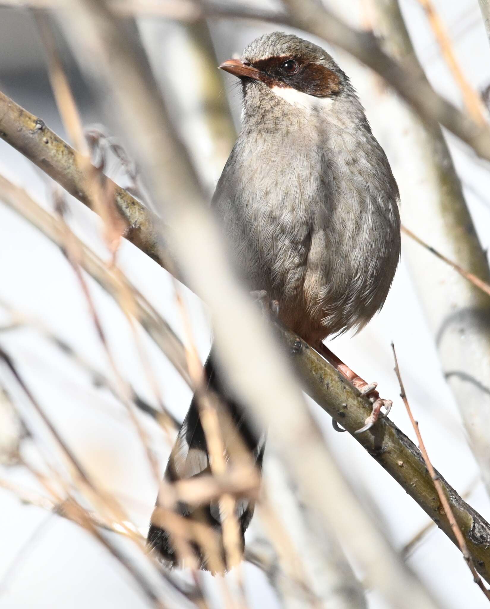 Image of Brown-cheeked Laughingthrush