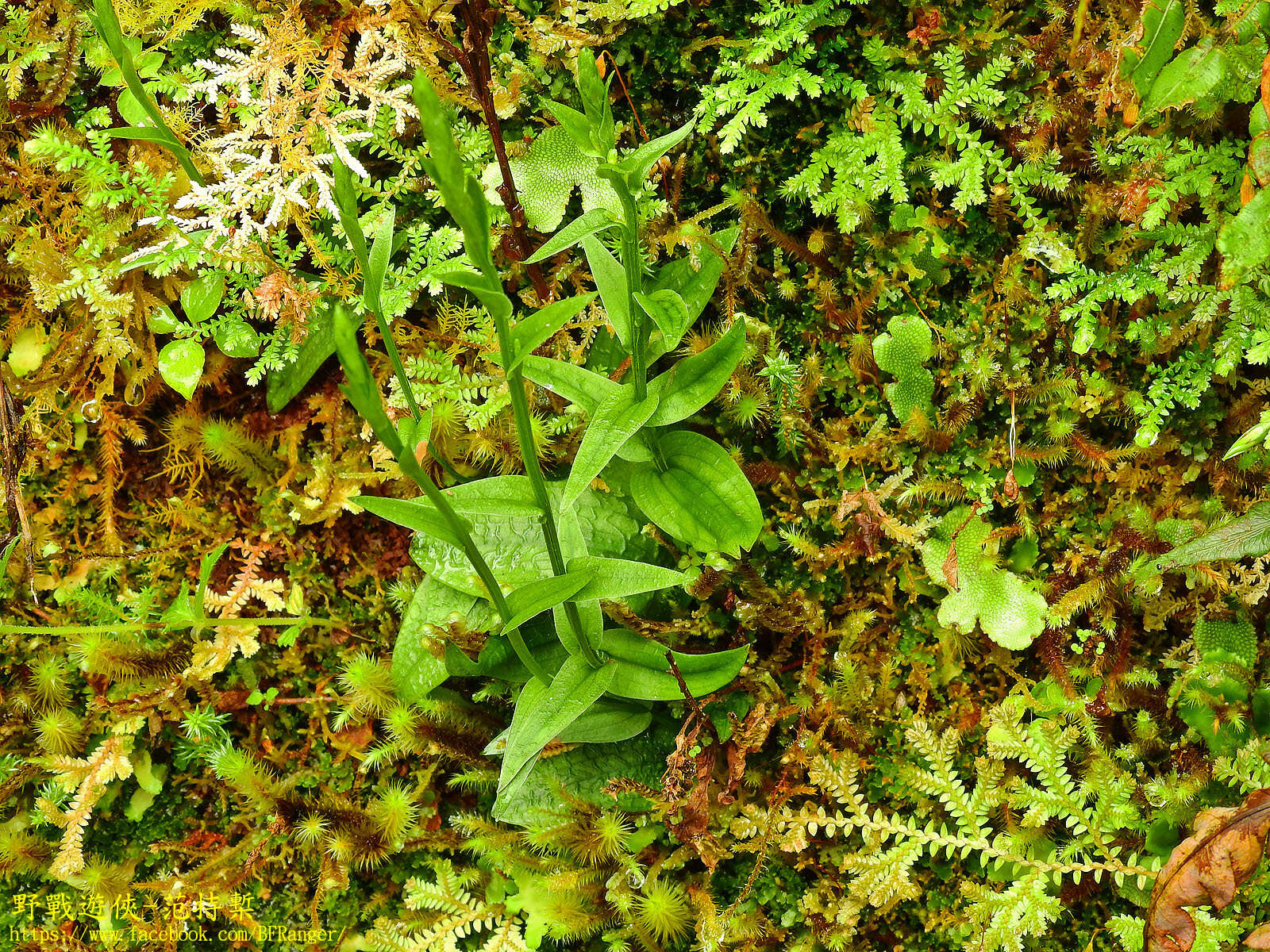 Imagem de Platanthera formosana (T. P. Lin & K. Inoue) Efimov