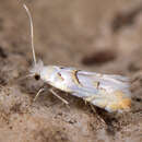 Image of Phyllonorycter abrasella (Duponchel (1843))