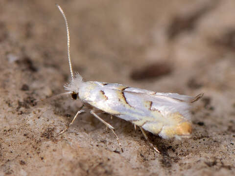 Phyllonorycter abrasella (Duponchel (1843)) resmi