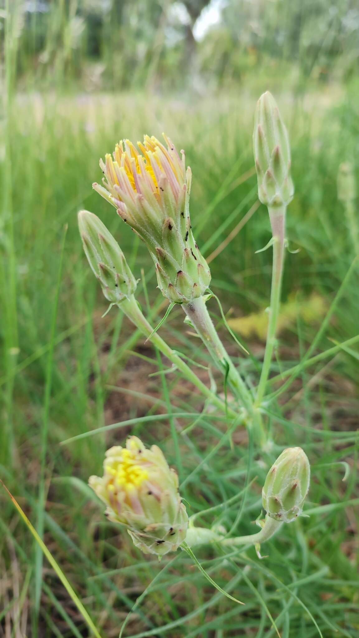 Слика од Scorzonera angustifolia L.