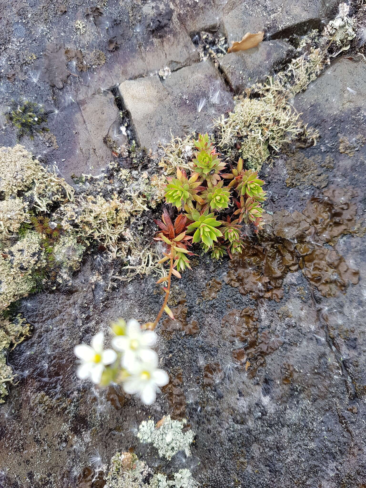 Imagem de Saxifraga tricuspidata Rottb.