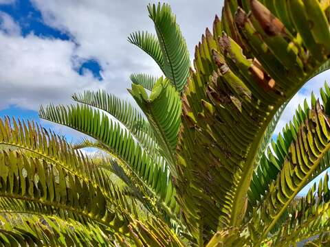 Image of Suurberg Cycad