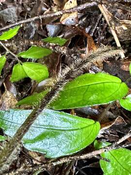 Image of Microlepia trichocarpa Hayata