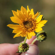 Image of fewleaf sunflower