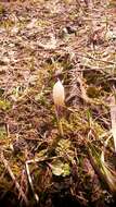 Image of dutch crocus, spring crocus