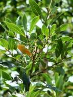 Image of Graceful Prinia