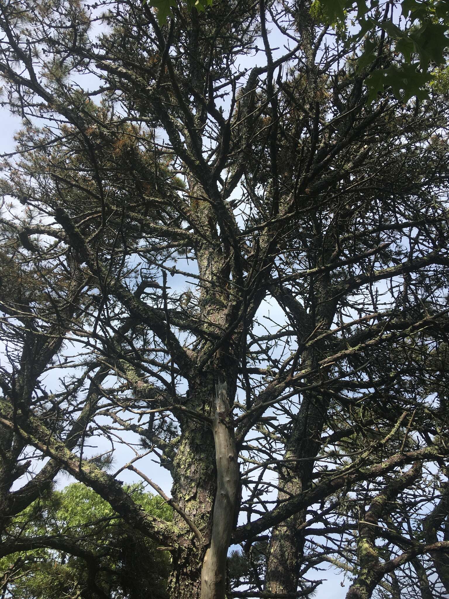 Image of Japanese Black Pine