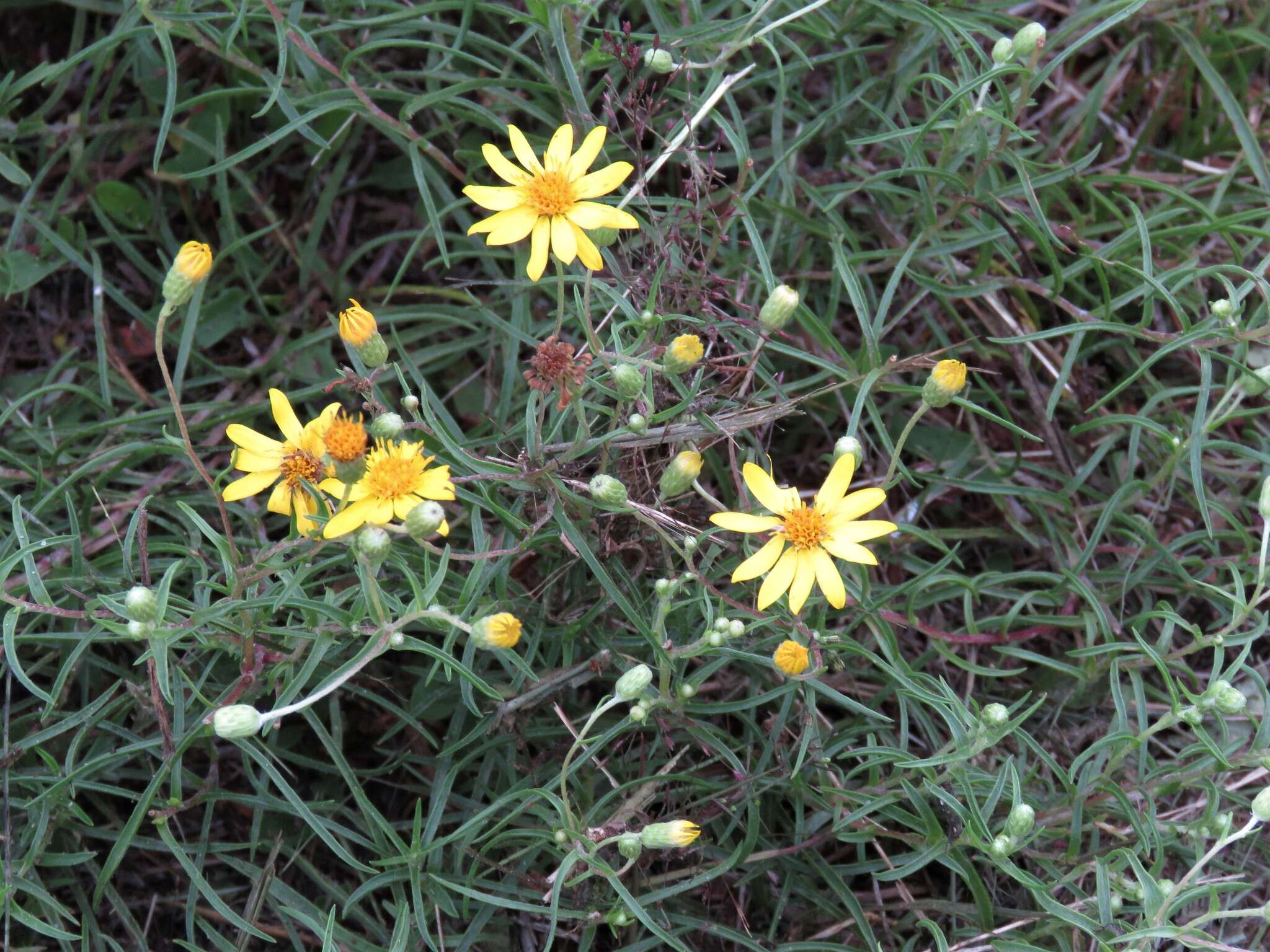 Image of sickleleaf silkgrass