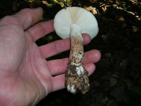 Image of Amanita novinupta Tulloss & J. Lindgr. 1994