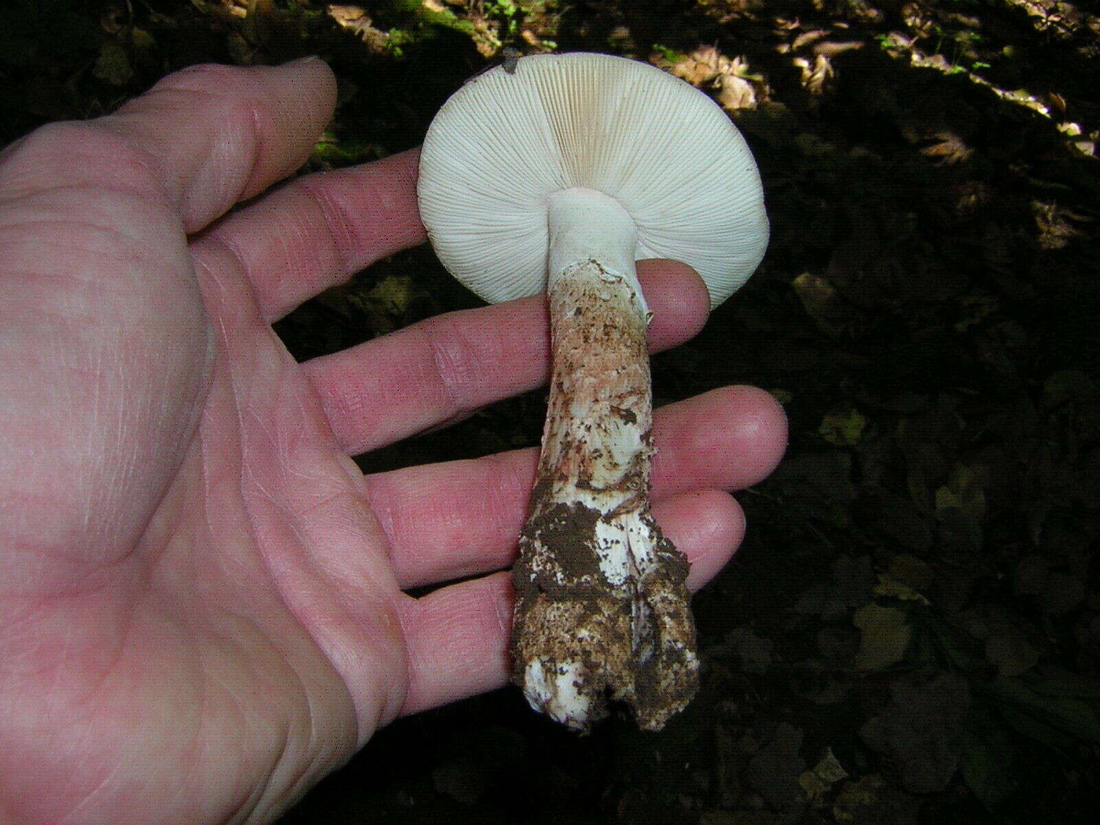 Image of Amanita novinupta Tulloss & J. Lindgr. 1994