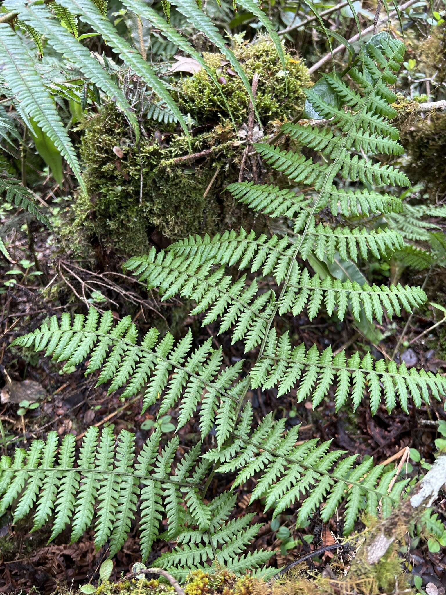 Plancia ëd Dryopteris unidentata var. paleacea (Hillebr.) Fraser-Jenk.