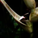 Image of Heliconia lourteigiae Emygdio & E. Santos