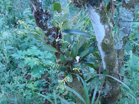 Слика од Stelis deregularis Barb. Rodr.