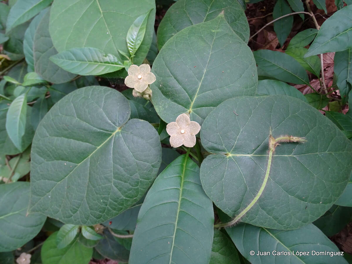 Image of Matelea velutina (Schltdl.) R. E. Woodson