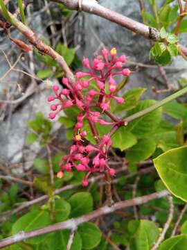 Cyphostemma amplexicaule Descoings resmi