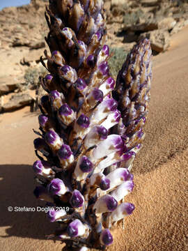 Image of Cistanche salsa (C. A. Mey.) G. Beck