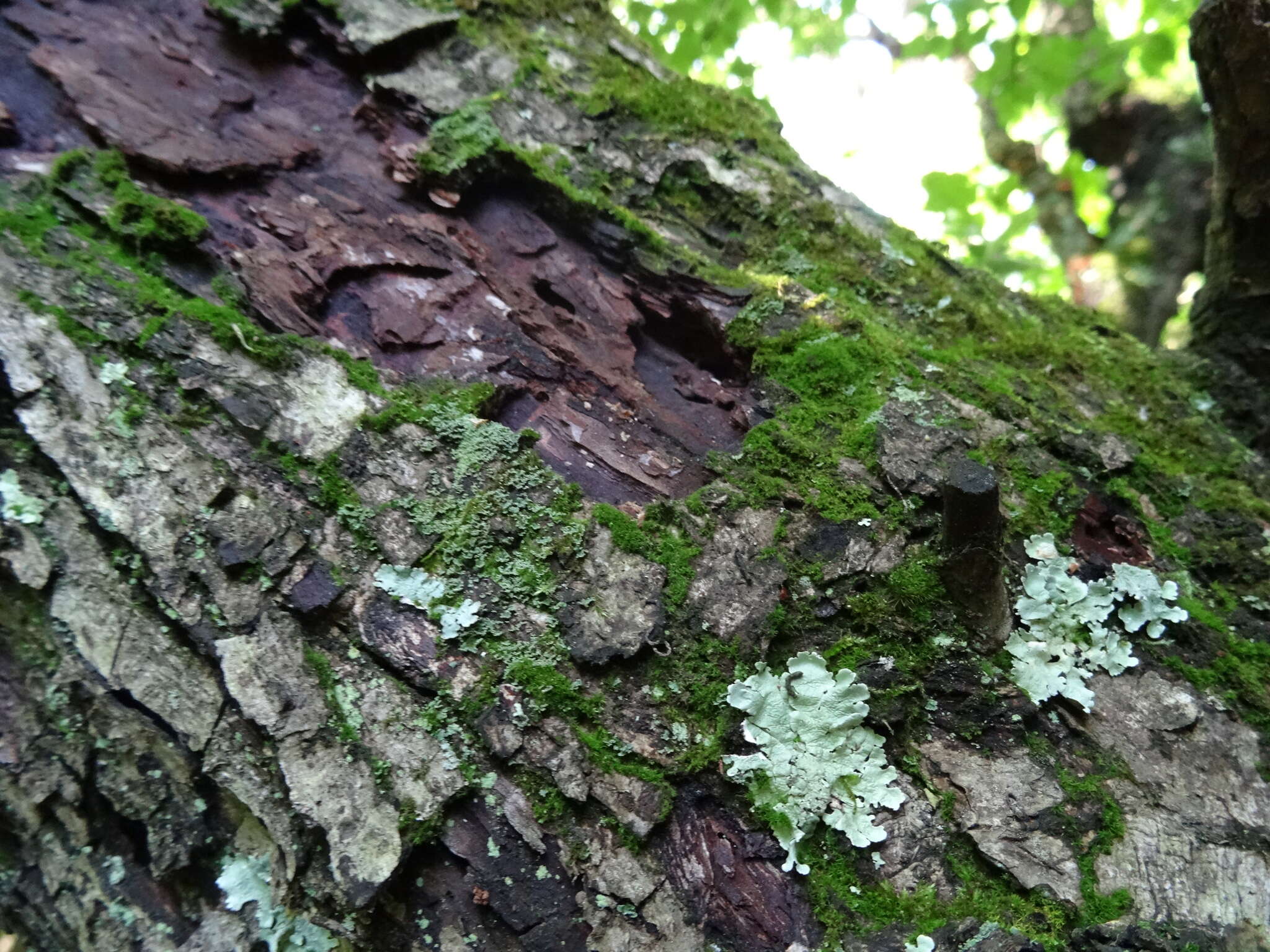 Image of montane dicranum moss