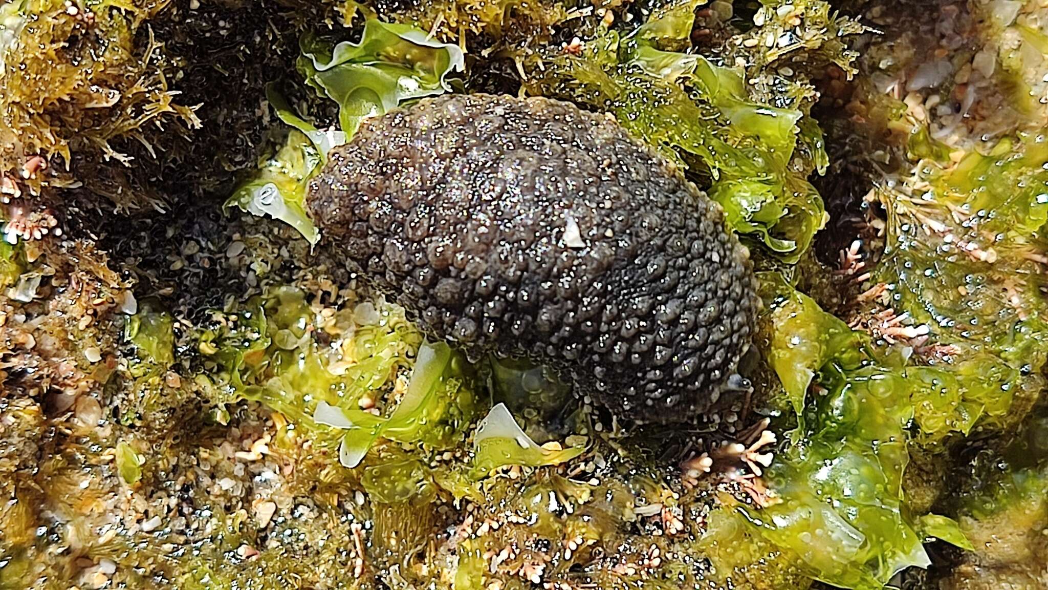 Image of celtic sea slug