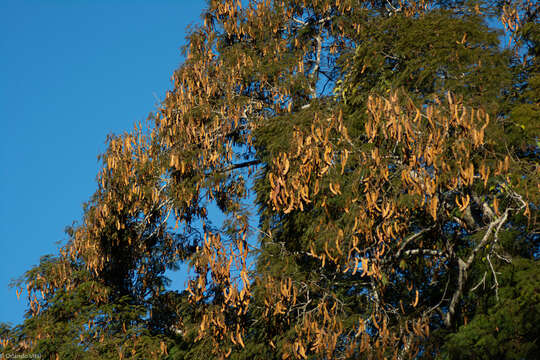 Image of Anadenanthera peregrina var. falcata (Benth.) Altschul