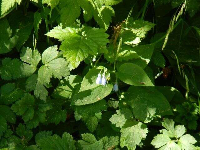 Imagem de Mertensia platyphylla A. A. Heller