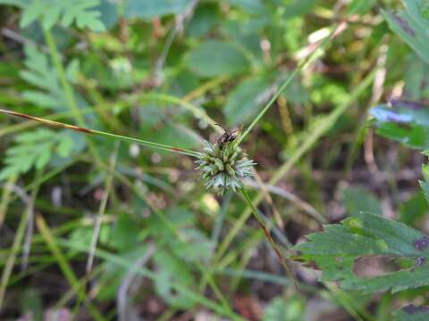 Image de Cyperus lupulinus subsp. macilentus (Fernald) Marcks