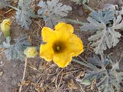 Image of Cucurbita cordata S. Watson