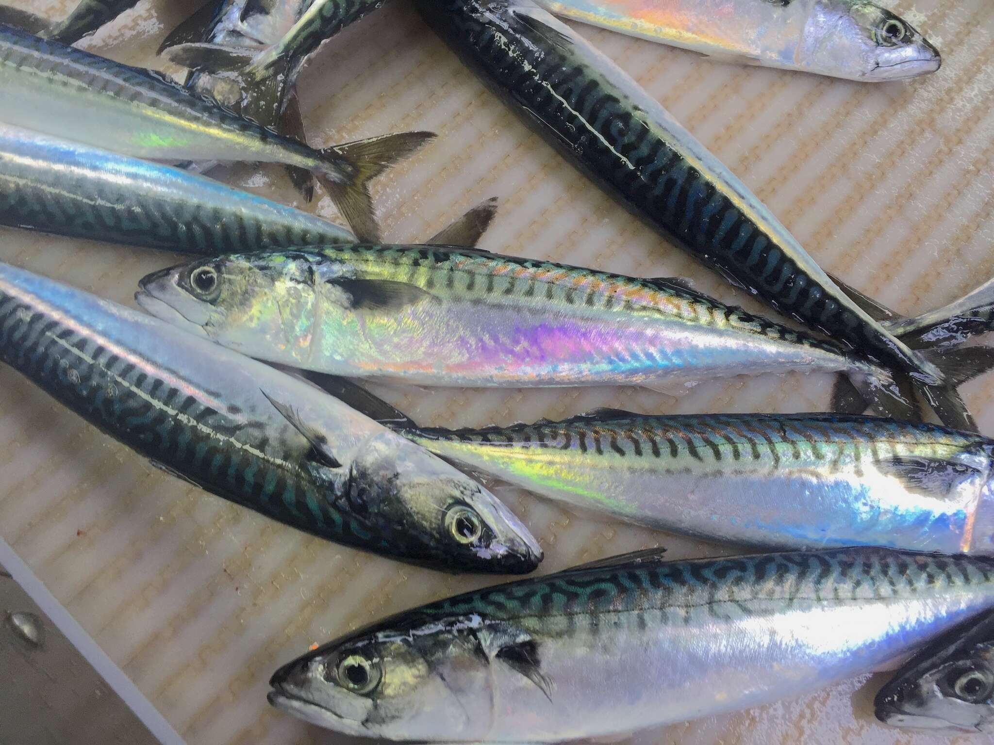 Image of Atlantic Mackerel