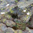 Sivun Armeria leucocephala Koch kuva