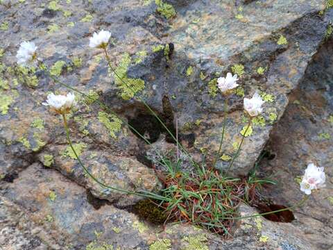 Image of Armeria leucocephala Koch