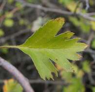 Image of Crataegus sphaenophylla Pojark.