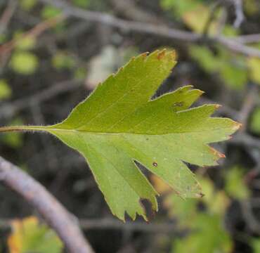 Image of Crataegus sphaenophylla Pojark.