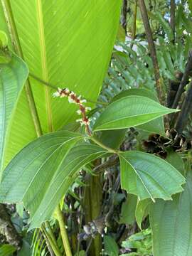 Imagem de Miconia nervosa (Sm.) Triana