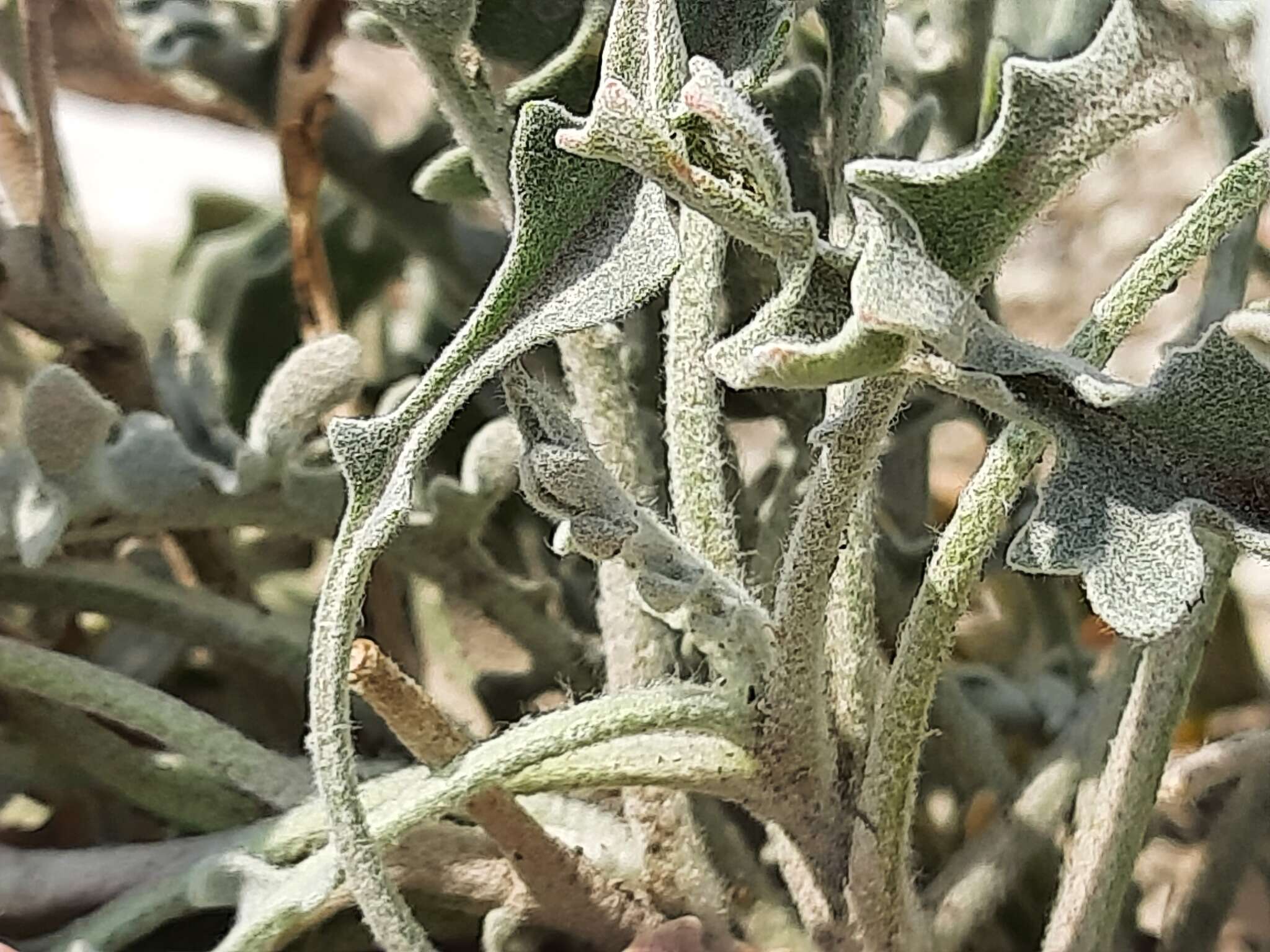 Image of Matthiola daghestanica (Conti) N. Busch