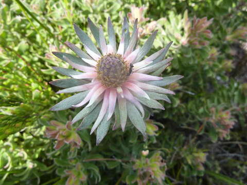 Image of Leucadendron radiatum Phillips & Hutchinson