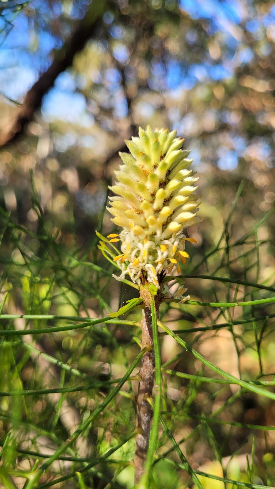 Image of Petrophile sessilis Sieber ex Schult.