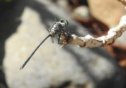 Image of Celebothemis delecollei Ris 1912