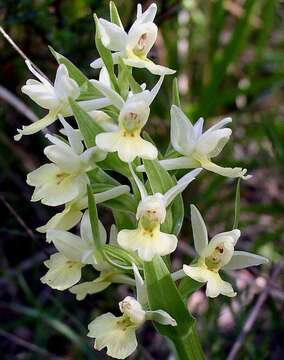 Image de Dactylorhiza insularis (Sommier) Ó. Sánchez & Herrero