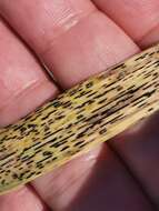 Слика од Puccinia graminis Pers. 1794
