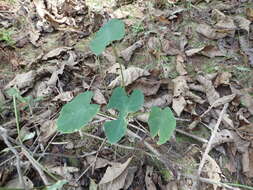 Image of Wild Taro