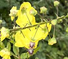 Image of Verbascum arcturus L.