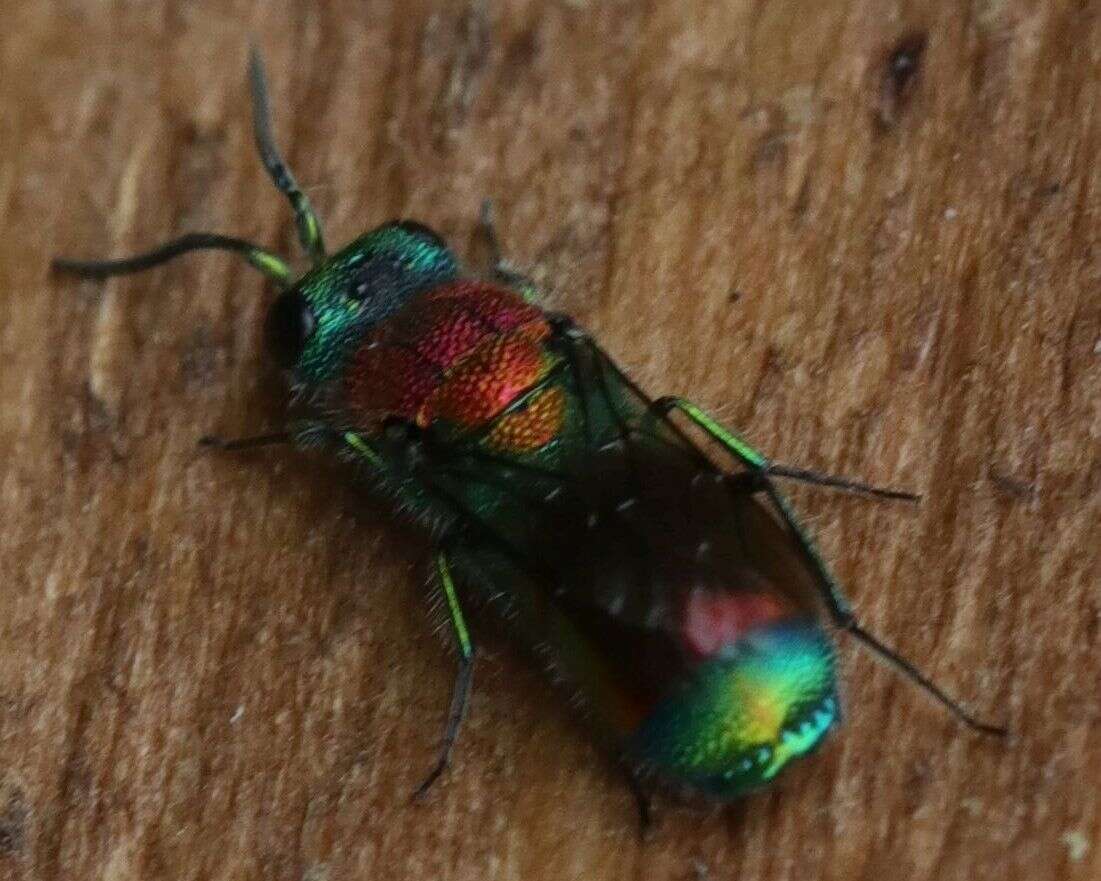 Imagem de Chrysis viridula L.